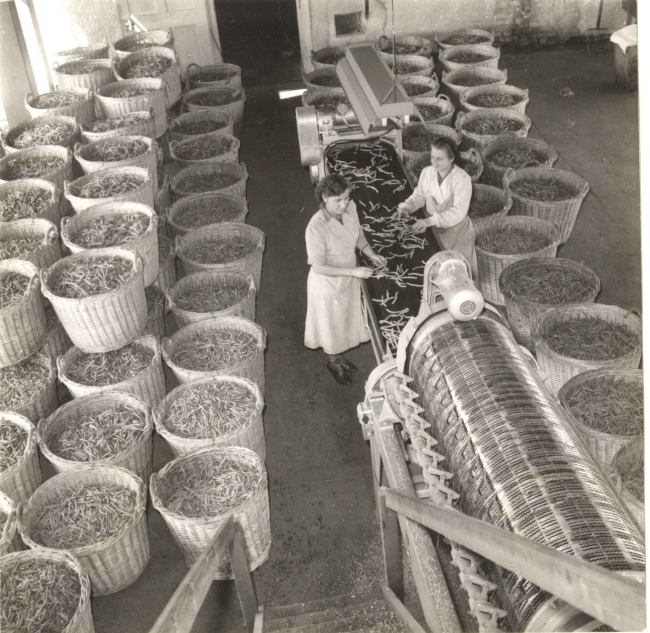 Arbeit am Bohnenverleseband in der Konservenfabrik